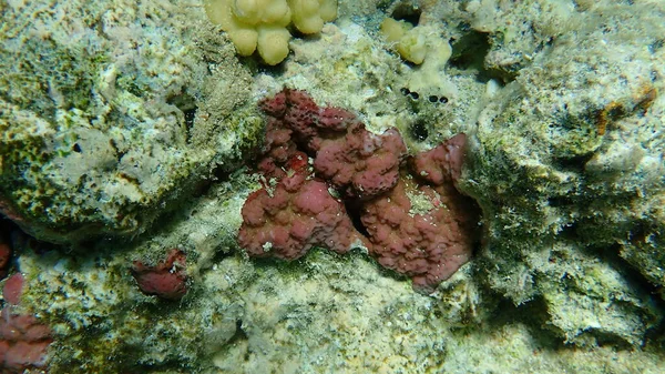 Mikroporózus Korall Vagy Póruskorall Púpos Korall Montipora Tuberculosa Tenger Alatt — Stock Fotó