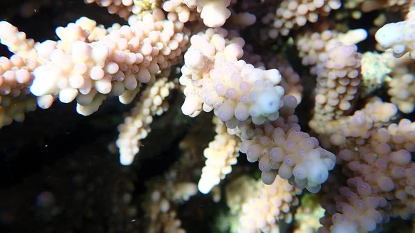 Polyp Stony Coral Acropora Squarrosa Undersea Red Sea Egypt Sharm — Stock Photo, Image