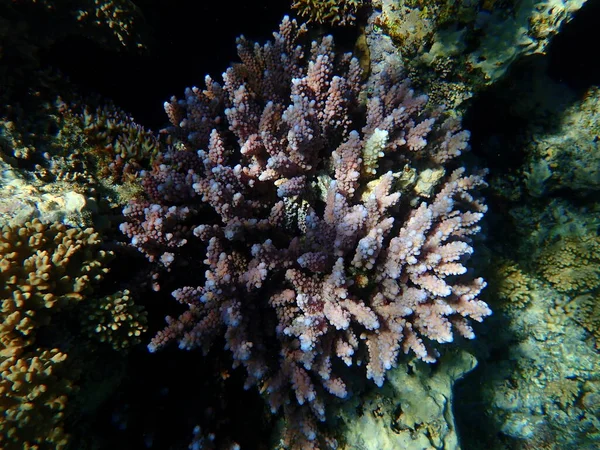 Coral Pedra Pólipo Acropora Squarrosa Submarino Mar Vermelho Egito Sharm — Fotografia de Stock