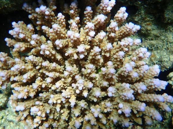 Polyp Πετρώδη Κοράλλια Acropora Squarrosa Υποθαλάσσια Ερυθρά Θάλασσα Αίγυπτος Sharm — Φωτογραφία Αρχείου