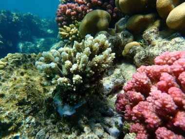 Polyp Taşlı Mercan Akropora Tenuis, Kızıldeniz, Mısır, Sharm El Sheikh, Nabq Körfezi