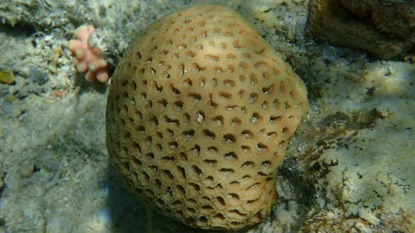 Pomello Corallo Dipsastraea Pallida Sottomarino Mar Rosso Egitto Sharm Sheikh — Foto Stock