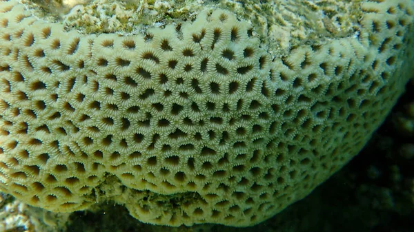 Coral Botão Dipsastraea Pallida Submarino Mar Vermelho Egito Sharm Sheikh — Fotografia de Stock