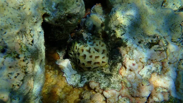 Coral Botão Dipsastraea Pallida Submarino Mar Vermelho Egito Sharm Sheikh — Fotografia de Stock