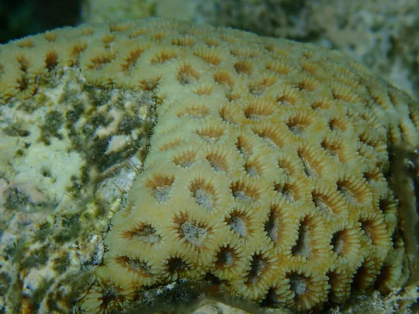 Pomello Corallo Dipsastraea Pallida Sottomarino Mar Rosso Egitto Sharm Sheikh — Foto Stock