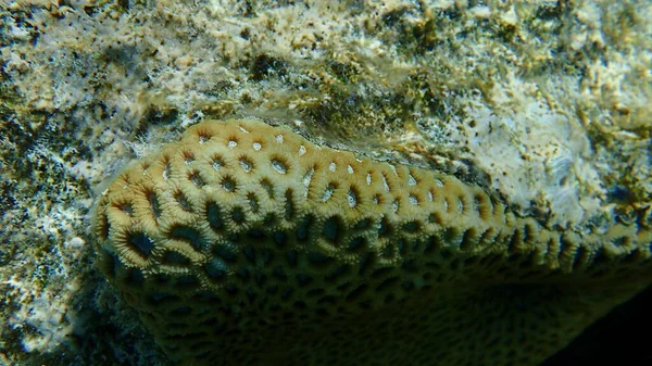 Knob Coral Dipsastraea Pallida Υποθαλάσσια Ερυθρά Θάλασσα Αίγυπτος Sharm Sheikh — Φωτογραφία Αρχείου