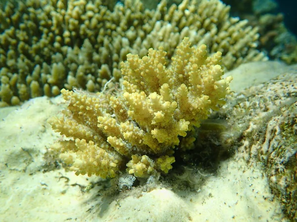 ポリプ石のサンゴAcropora Subulata海底 エジプト 魅力エルシェイク ナベク湾 — ストック写真