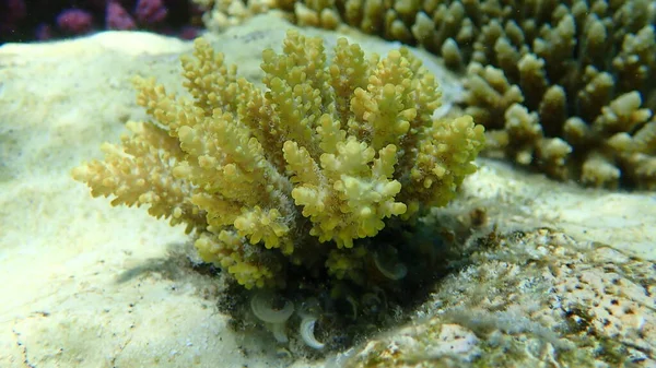 Polyp Πετρώδη Κοράλλια Acropora Subulata Υποθαλάσσια Ερυθρά Θάλασσα Αίγυπτος Sharm — Φωτογραφία Αρχείου