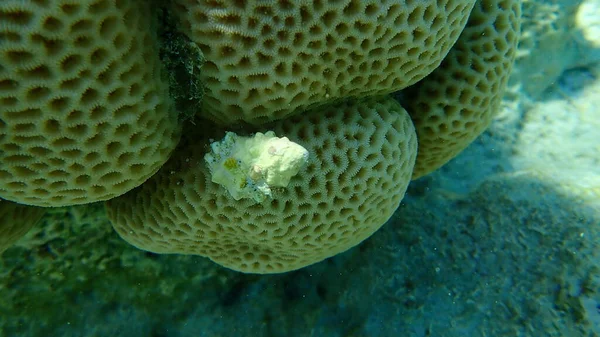 Sea Snail Prickly Spotted Drupe Whitetoothed Drupe Drupa Ricinus Undersea — Stock Photo, Image