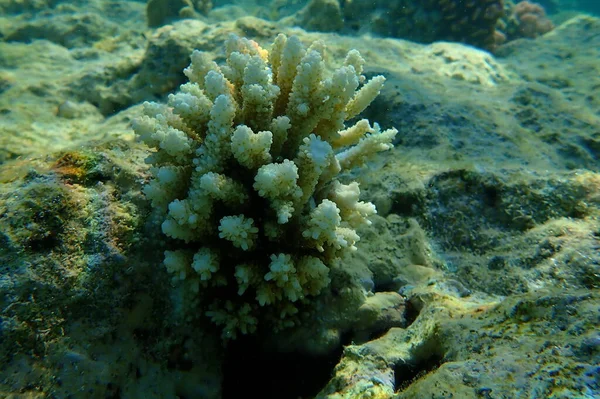 Pólipo Coral Pedregoso Acropora Tenuis Submarino Mar Rojo Egipto Sharm — Foto de Stock