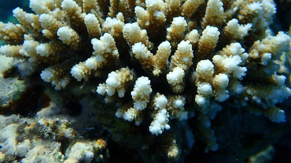 ポリプ石のサンゴAcropora Tenuis海底 エジプト シャルムエルシェイク ナベク湾 — ストック写真