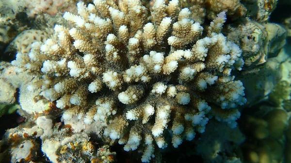 Polyp Stony Coral Acropora Tenuis Undersea Red Sea Egypt Sharm — Stock Photo, Image