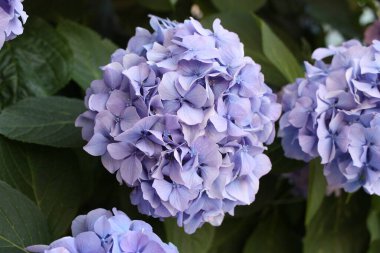 Fransız Hydrangea çiçeği veya Bigleaf Hydrangea (hortensia) Nikko Blue (Hydrangea makrophylla), Yunanistan, Halkidiki, Arnaia