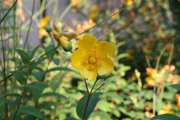 Blütenkopf Der Goldbecher Johanniskraut Oder Gelbe Mücke Hypericum Patulum Griechenland — Stockfoto