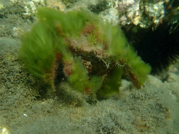希腊爱琴海 塔索斯岛 小型蜘蛛蟹或小型蜘蛛蟹 Maja Crispata 在海底伪装特写 — 图库照片
