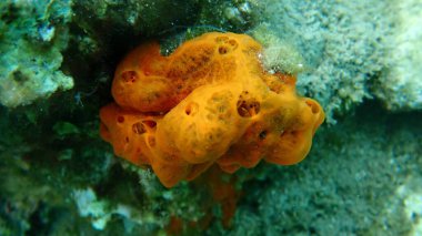 Kırmızı kabuklu sünger veya portakal kırmızısı kabuklu sünger (Crambe crambe crambe) deniz altı, Ege Denizi, Yunanistan, Thasos Adası