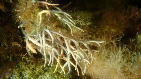 Algas Rojas Amphiroa Rigida Close Undersea Aegean Sea Greece Thasos — Foto de Stock