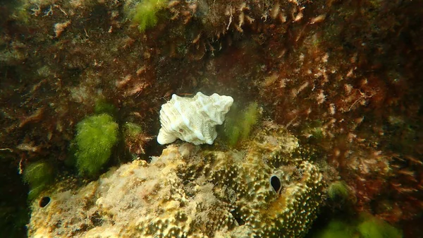 Mořská Mušle Babelova Latiaxe Babelomurex Cariniferus Pod Mořem Egejské Moře — Stock fotografie