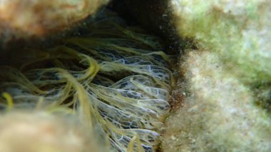 Trompet şakayığı veya kaya şakayığı, cam anemon (Aiptasia mutabilis) yakın plan sualtı, Ege Denizi, Yunanistan, Thasos Adası