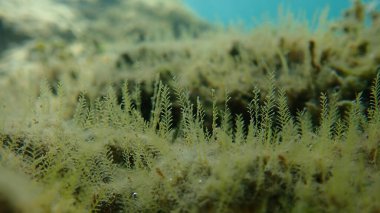 Hidroid ya da hidrozoa Aglaophenia octodonta var. Deniz altı, Ege Denizi, Yunanistan, Thasos Adası