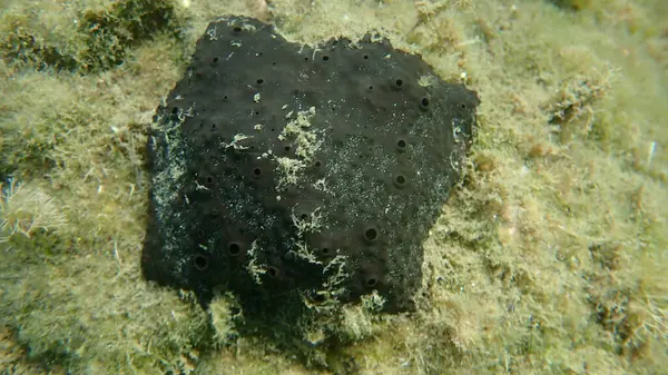 Czarna Gąbka Skórzana Sarcotragus Spinosulus Podmorska Morze Egejskie Grecja Wyspa — Zdjęcie stockowe