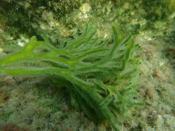 緑の藻類の緑の海の指かスポンジの海藻 コディウムの壊れやすい エーゲ海 ギリシャ タソス島 — ストック写真