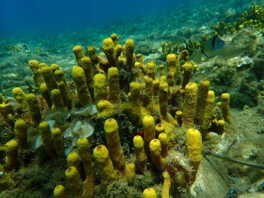 Sarı tüp sünger veya Aureate süngeri (Aplysina aerophoba) deniz altı, Ege Denizi, Yunanistan, Thasos Adası