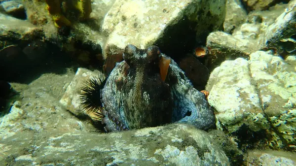 Подводный Осьминог Octopus Vulgaris Эгейское Море Греция Остров Фасос — стоковое фото