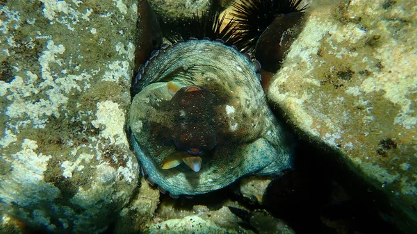 Pieuvre Commune Octopus Vulgaris Sous Marine Mer Égée Grèce Île — Photo