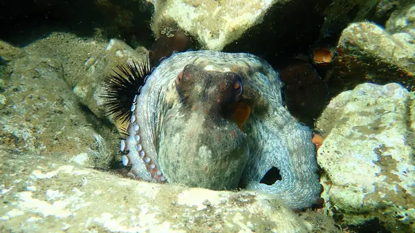 Polvo Comum Octopus Vulgaris Submarino Mar Egeu Grécia Ilha Thasos — Fotografia de Stock