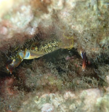 Deniz altı, Ege Denizi, Yunanistan, Tayland adası, Çin yengeci veya siğil yengeci