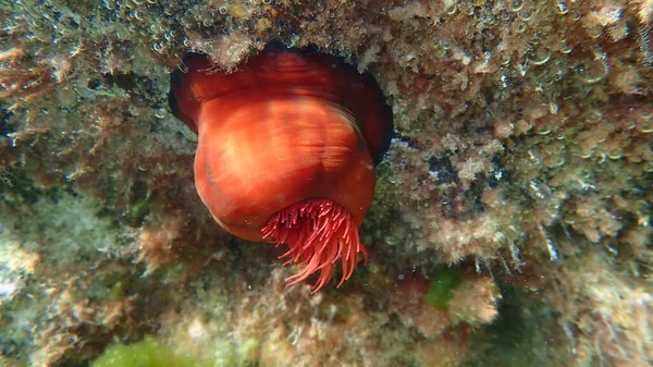 Anemone Prugne Anemone Perline Anemone Mare Rosso Actinia Equina Sottomarino — Foto Stock