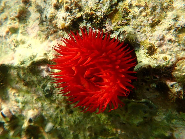 李海葵 海葵或红海海葵 Actinia Equina 爱琴海 塔索斯岛 — 图库照片