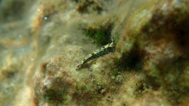 Sacoglossan deniz sümüklüböceği Splendid elysia veya Splendid velvet salyangoz (Thuridilla hope) yakın plan sualtı, Ege Denizi, Yunanistan, Thasos Adası