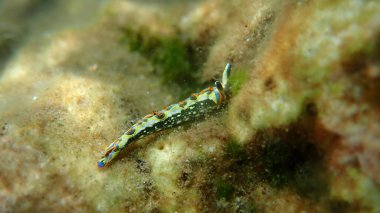 Sacoglossan deniz sümüklüböceği Splendid elysia veya Splendid velvet salyangoz (Thuridilla hope) yakın plan sualtı, Ege Denizi, Yunanistan, Thasos Adası