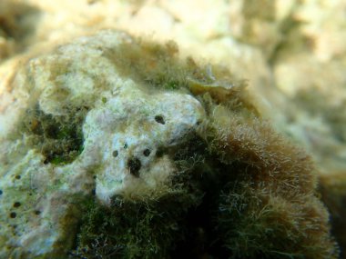 Kahverengi sıkıcı sünger (Cliona schmidtii) denizaltı, Ege Denizi, Yunanistan, Thasos Adası