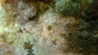 Kahverengi sıkıcı sünger (Cliona schmidtii) denizaltı, Ege Denizi, Yunanistan, Thasos Adası