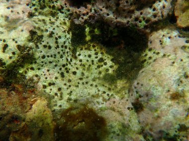 Kahverengi sıkıcı sünger (Cliona schmidtii) denizaltı, Ege Denizi, Yunanistan, Thasos Adası