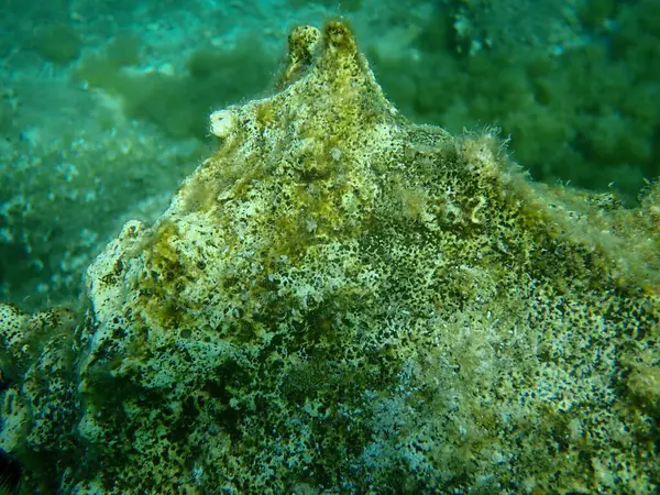 Brown Membosankan Spons Cliona Schmidtii Bawah Laut Laut Aegea Yunani — Stok Foto