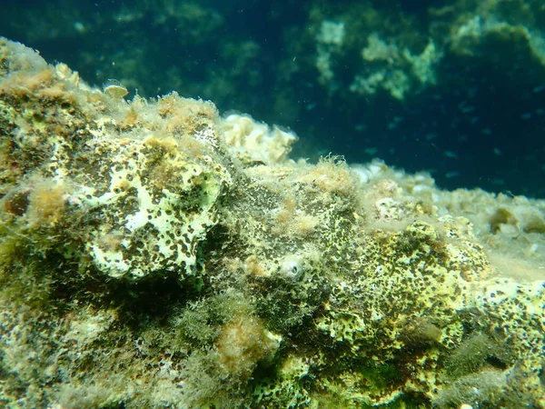 Esponja Aburrida Marrón Cliona Schmidtii Bajo Mar Mar Egeo Grecia — Foto de Stock