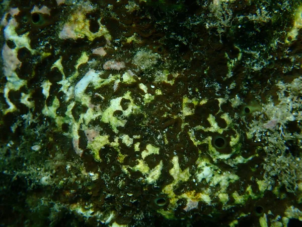 Brauner Bohrschwamm Cliona Schmidtii Unter Wasser Ägäis Griechenland Insel Thasos — Stockfoto