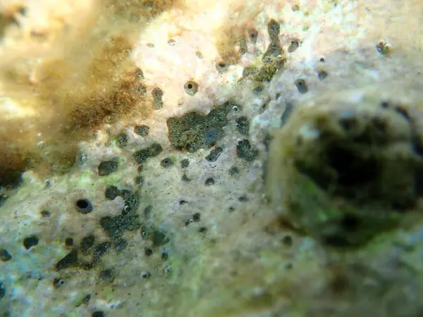 Brown Boring Sponge Cliona Schmidtii Undersea Aegean Sea Greece Thasos — Stock Photo, Image