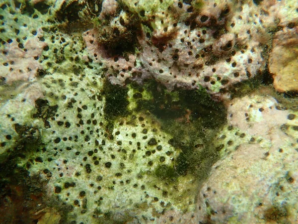 Brauner Bohrschwamm Cliona Schmidtii Unter Wasser Ägäis Griechenland Insel Thasos — Stockfoto