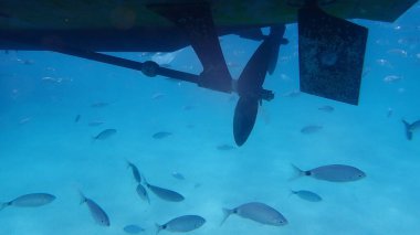 Yat pervanesi denizaltı, Ege Denizi, Yunanistan, Thasos Adası