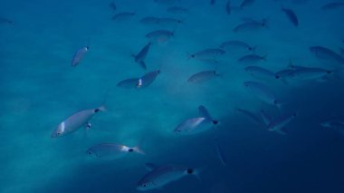 Eyer eyerli deniz kabuğu veya oblade (Oblada melanurus), Ege Denizi, Yunanistan, Thasos Adası
