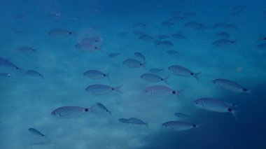 Eyer eyerli deniz kabuğu veya oblade (Oblada melanurus), Ege Denizi, Yunanistan, Thasos Adası