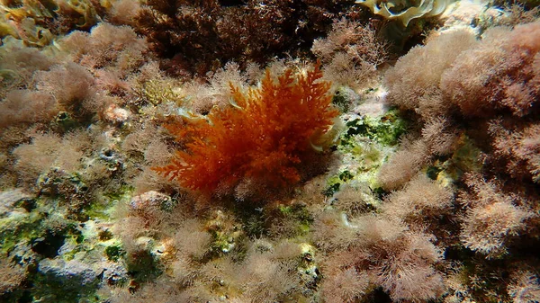 Červené Řasy Laurencia Obtusa Pod Mořem Egejské Moře Řecko Ostrov — Stock fotografie