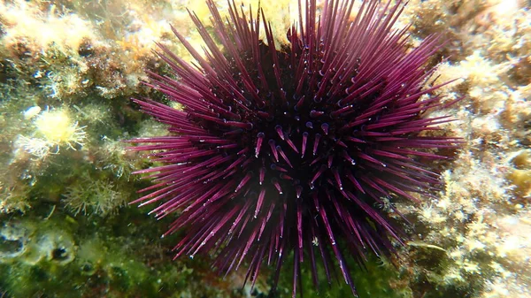 Purple sea urchin, Rock sea urchin or Stony sea urchin (Paracentrotus lividus) close-up undersea, Aegean Sea, Greece, Thasos island