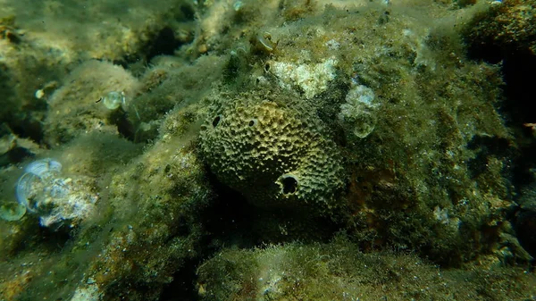 Pis kokulu sünger (Sarcotragus fasciculatus) denizaltı, Ege Denizi, Yunanistan, Thasos Adası
