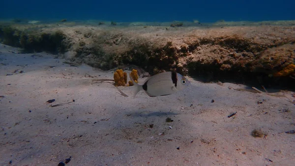 Оммон Двубокий Морской Лещ Двубокий Морской Лещ Diplodus Vulgaris Подводный — стоковое фото